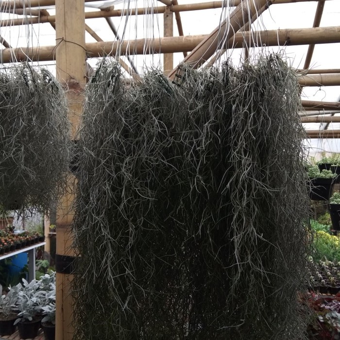 Tanaman jenggot musa