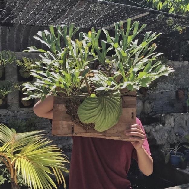 Terlaris Platycerium ridleyii