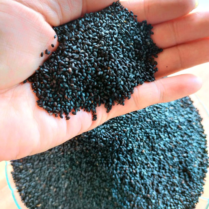 

Biji Selasih Import 1 kg kilogram Bersih Grade A