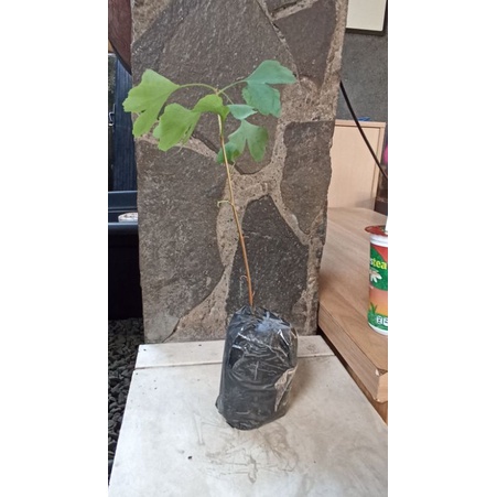 {{ Bibit Ginkgo Biloba/ Pohon Gingko Biloba Ready }}