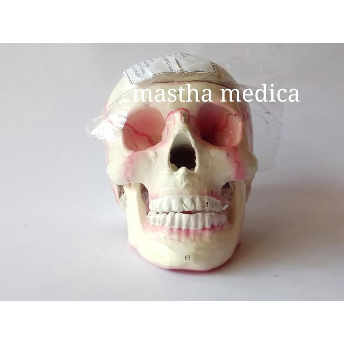 Manekin Torso Anatomi Manusia Model Tengkorak