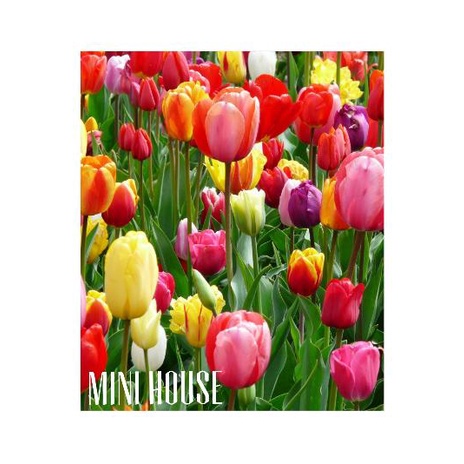 KUYY UMBI TULIP IMPOR COD