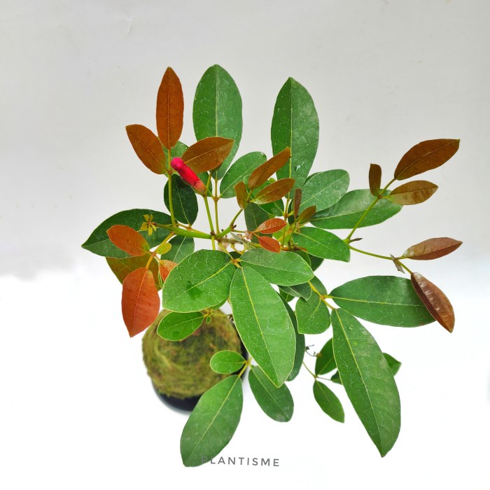 READY MOSSBALL - RED TABEBUIA ROSEA BAKALAN BONSAI TABEBUYA MERAH COD
