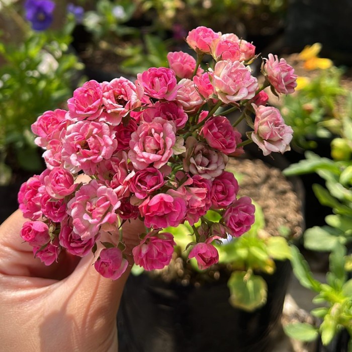 

Lezat- Baby rose edible flower