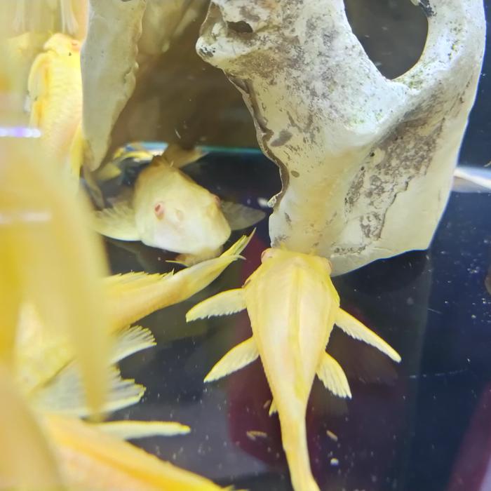PREMIUM gibicep pleco sapu sapu pembersih aquarium sailfin pleco