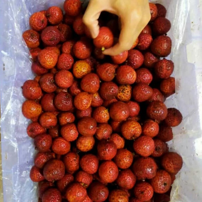 

Lezat- GROSIR TERMURAH 500gr Buah Lychee Seedless TANPA BIJI Leci import Lecy