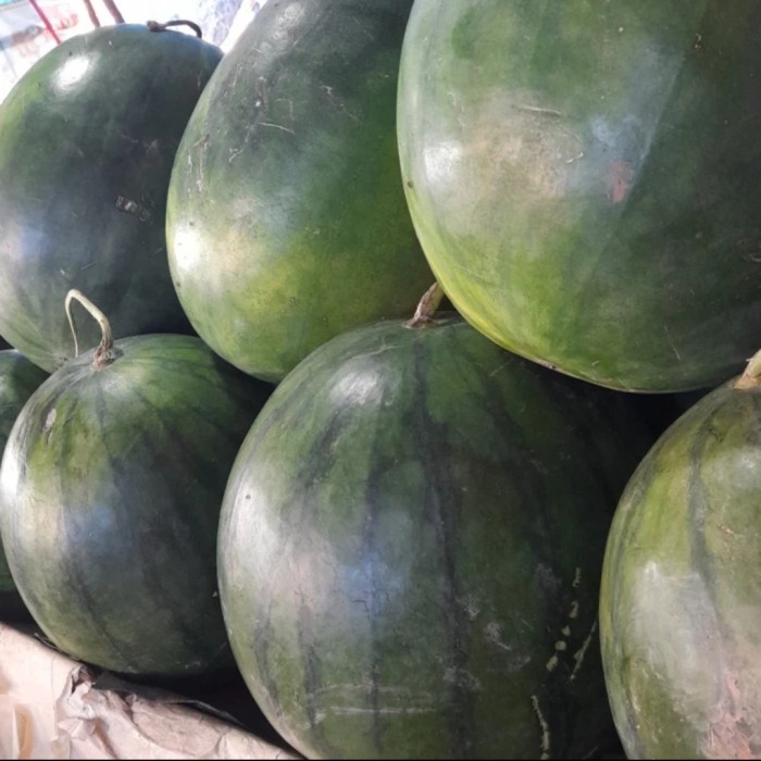 

Lezat- semangka merah non biji 5kg