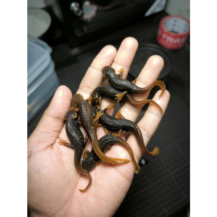 Pet- BABY HIMALAYAN SALAMANDER / EMPEROR NEWT