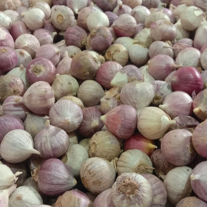 

jual bawang putih tunggal murah