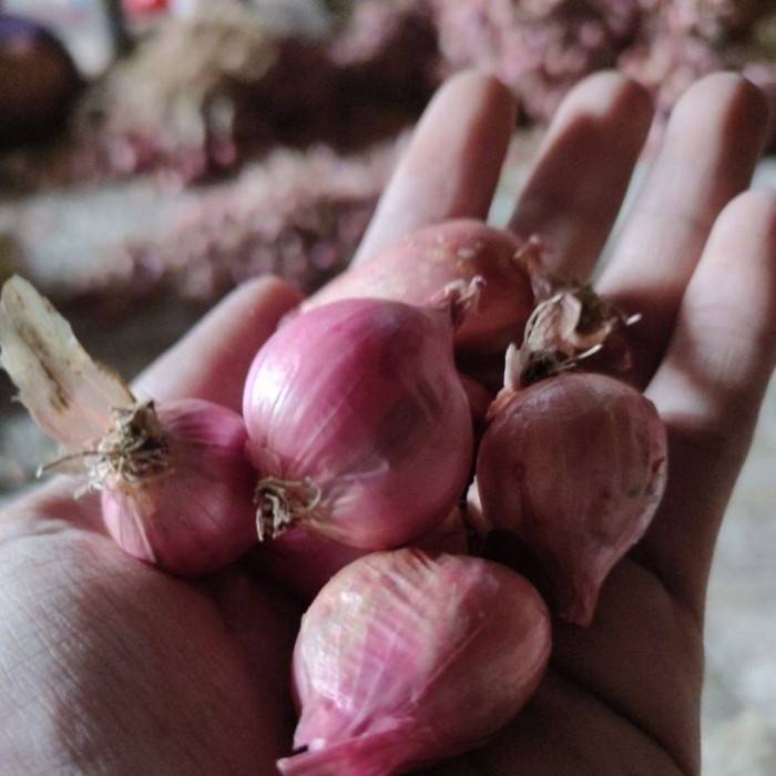 

bawang merah 1 kg langsung dari petani