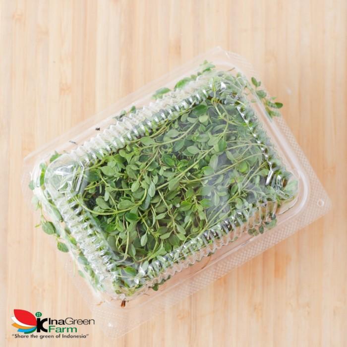 

Daun Thyme Fresh 50 Gram Inagreen Bandung
