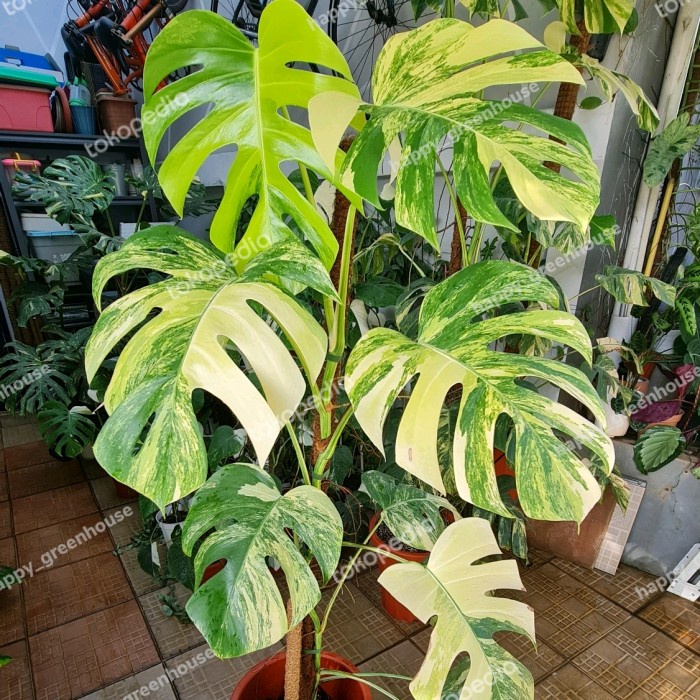 BEST MONSTERA MARMORATA EKONOMIS /AUREA VARIEGATA