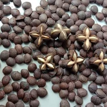 murah- biji benih bibit kacang sacha inchi saca inci 1 kg