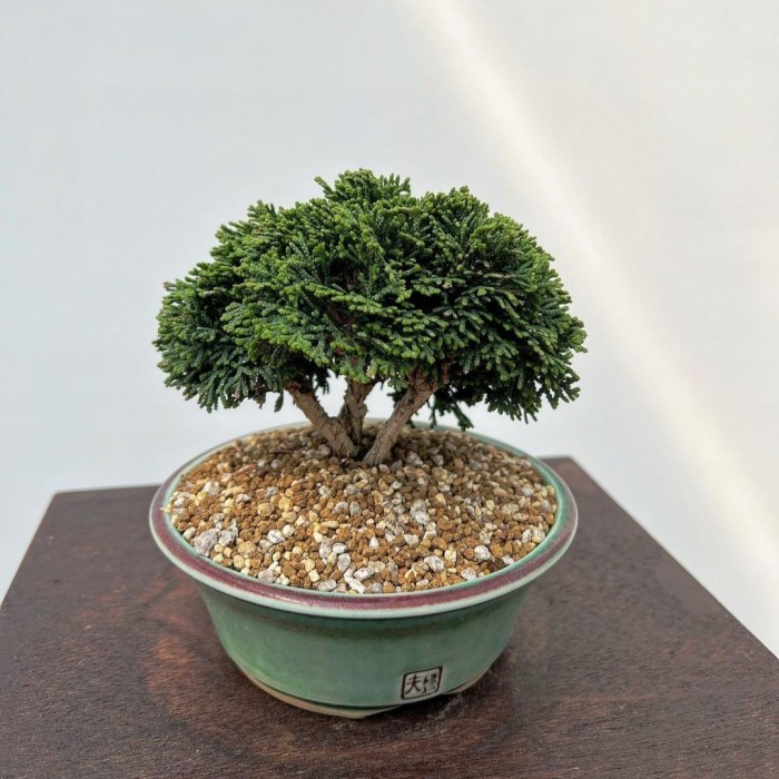 New Bonsai Cemara Inoki Hijau Besar Dan Berbatang Tua Best Seller Product Readyy