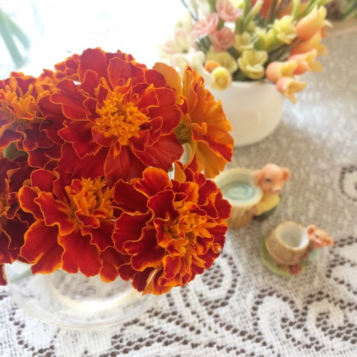 

bunga marigold edible flowers penghias makanan garnish cake pudding