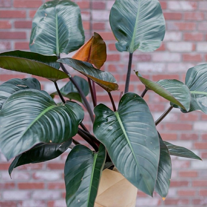 Terlaris- Philodendron Red Congo / Philo Red Congo Indukan