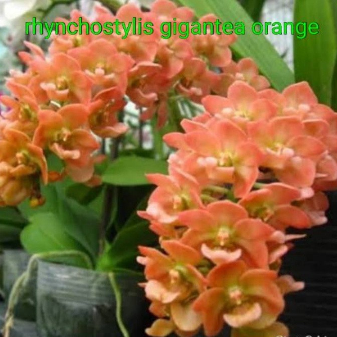 Terlaris- Anggrek Rhynchostylis Gigantea Orange