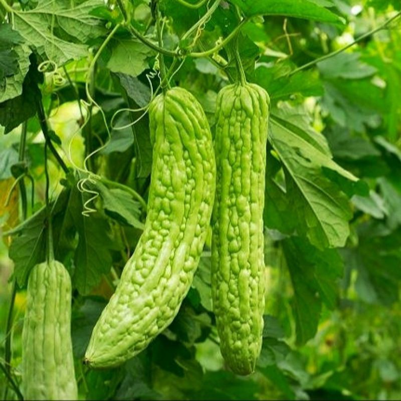 4 BIJI - BENIH PARE PARIA RADEN F1 - PANAH MERAH / BIJI PARE / BIBIT PARE / BENIH SAYUR / TANAMAN