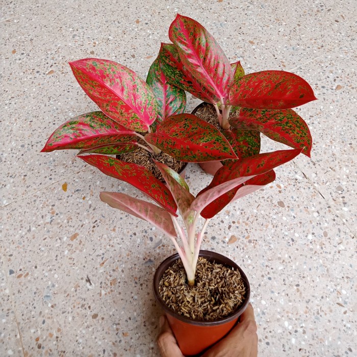 Promo Terbatas Aglonema Red Stardust Remaja Daun 5-6 Aman