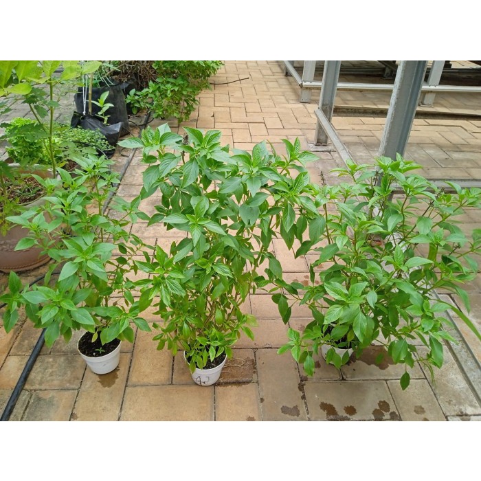 Fresh Flower Thai Basil/Lemon Basil