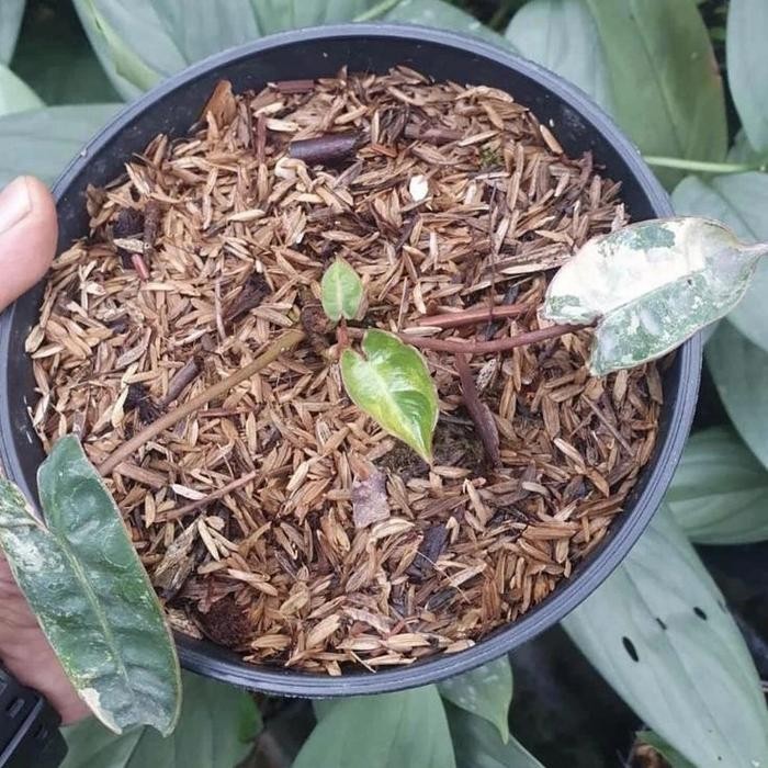 Bibit Monstera Kabel Busi Varigata