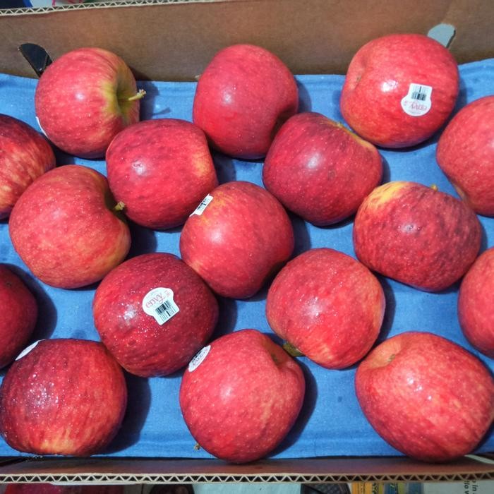 

BisaInstan- APEL ENVY FRESH PER 1 KG