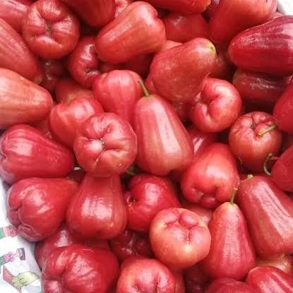 

BisaInstan- Buah Jambu citra /1 kg