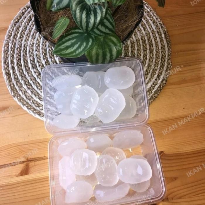 

BisaInstan- Buah Siwalan / Lontar Kupas Fresh isi 10 Pcs