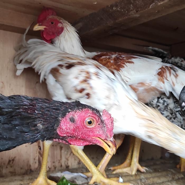 

Kirim,HariYgSama- Ayam Kampung Jago (1000gr ++)