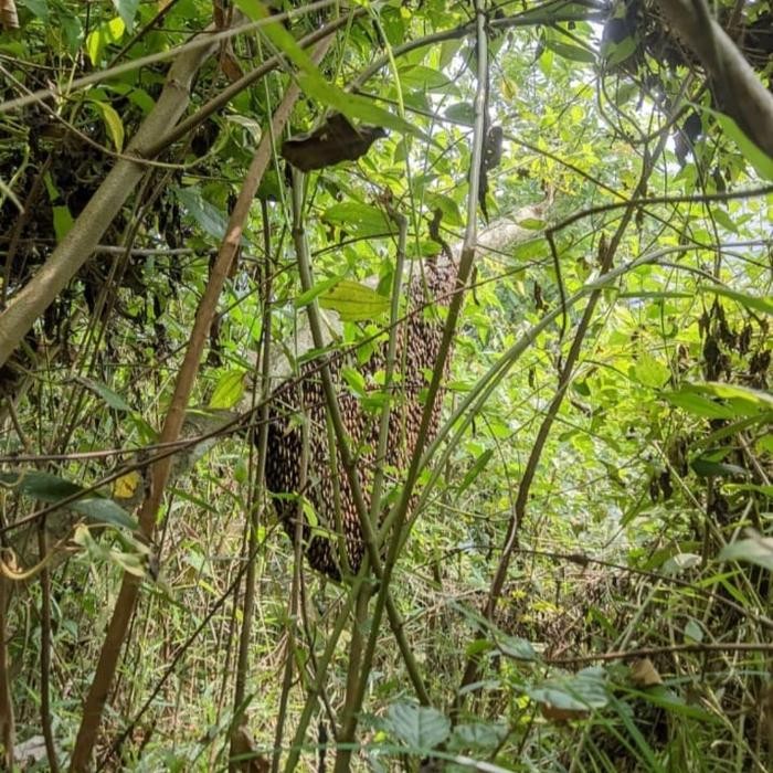 

Terlaris- Madu Odeng Baduy 100% Asli Tanpa Campuran -Gratisongkir