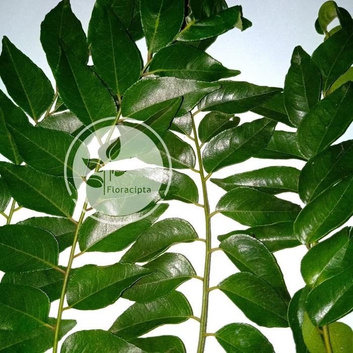 

NewZbgt- Daun salam koja/daun kari segar 500gram