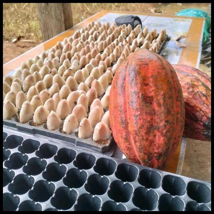 Terbaru Bibit Biji Kakao Mcc 02 Cacao Mcc 02 Coklat Mcc 02 Unggul Berkualitas Klon 45 Sulawesi