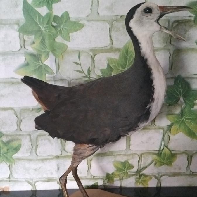 Jontrot/Pikat Ruak Ruak Asli