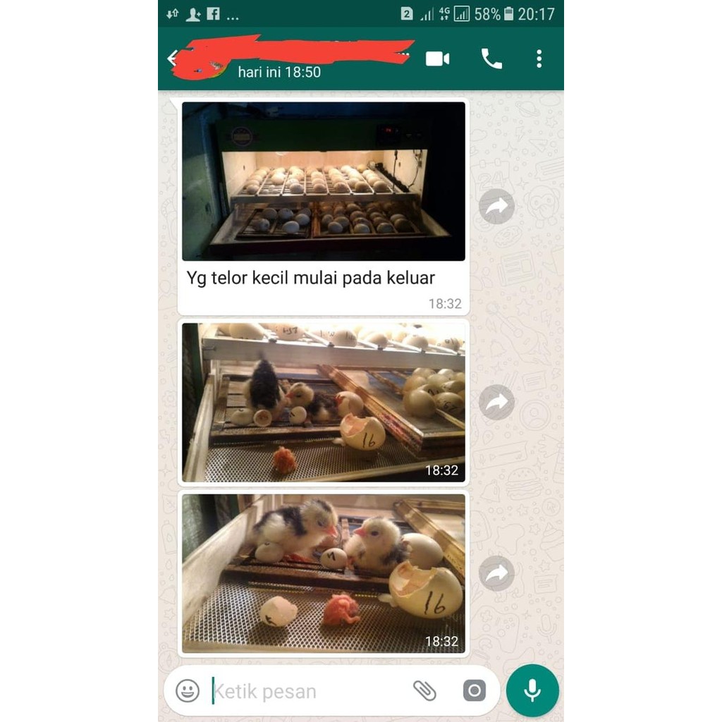 Mesin Penetas Telur Full Otomatis Telur Ayam Burung Bebek Mesin Tetas