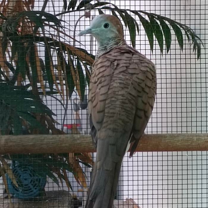 Perkutut trah Bangkok Suara Besar sepasang terbaru