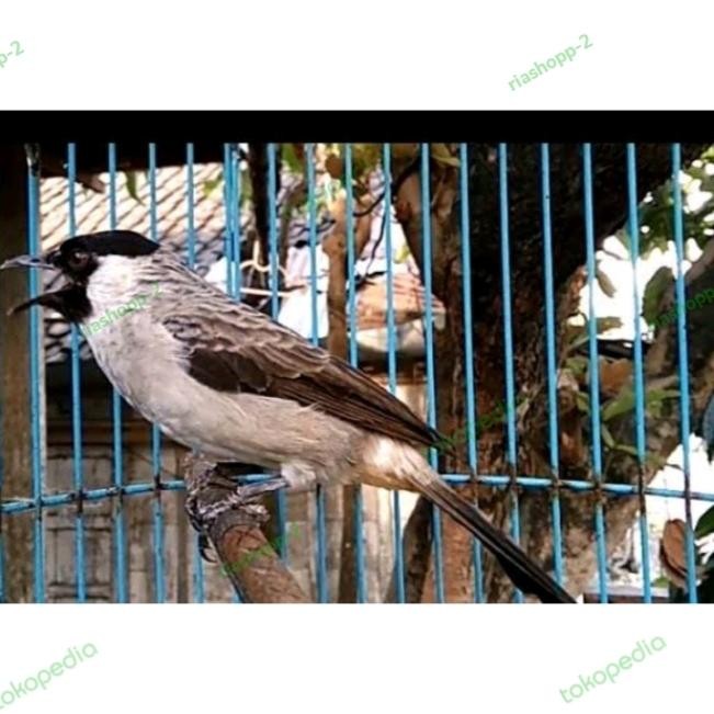 kutilang Gacor Jinak Istime terbaru