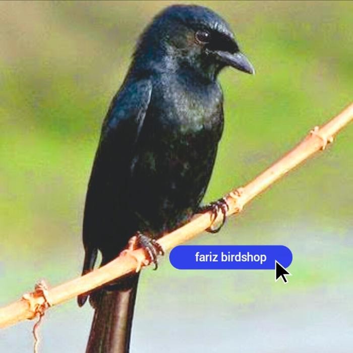 burung srigunting hitam bahan pilihan jantan terbaru