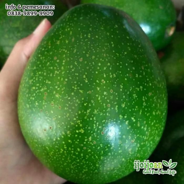 

InstanTanyadulu- Alpukat Miki Premium Grade A