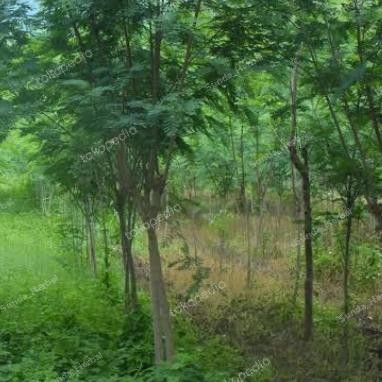 

pohon Lamtoro Segar berakar berat 5 kg atau petai pete selong *