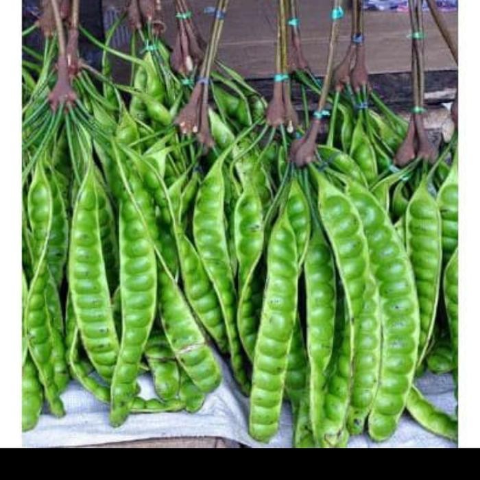 

Jual Pete / petai segar - per 40 papan *