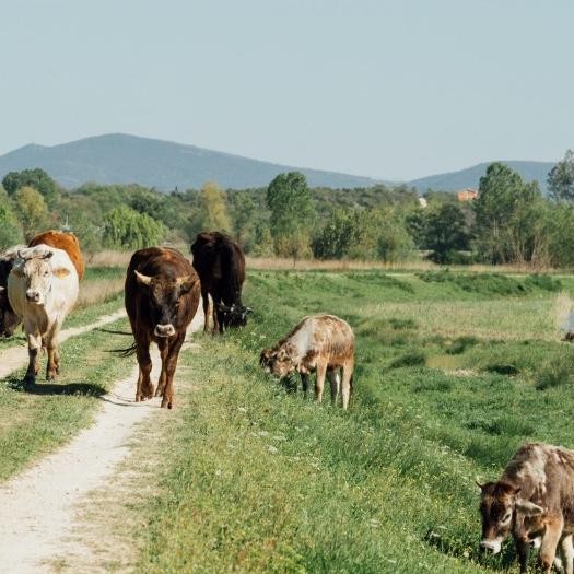 

BeliSkrg,KirimHariini- Tulangan Grass Fed Beef Bone The Gut Friendly Kitchen (Tulang Kaki Leher Kikil Iga