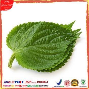 

PastikanDikirimLgsg- Perila leaf fresh (Daun wijen muda) Bungkusan Bbq seperti Drakor