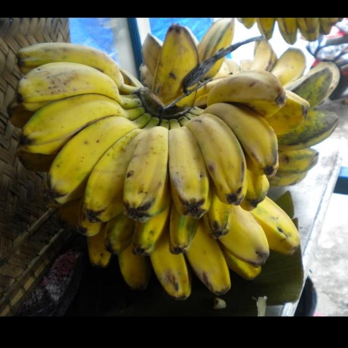 

PastikanDikirimLgsg- buah pisang kepok Kalimantan madu kuning legit manis enak goreng kipas