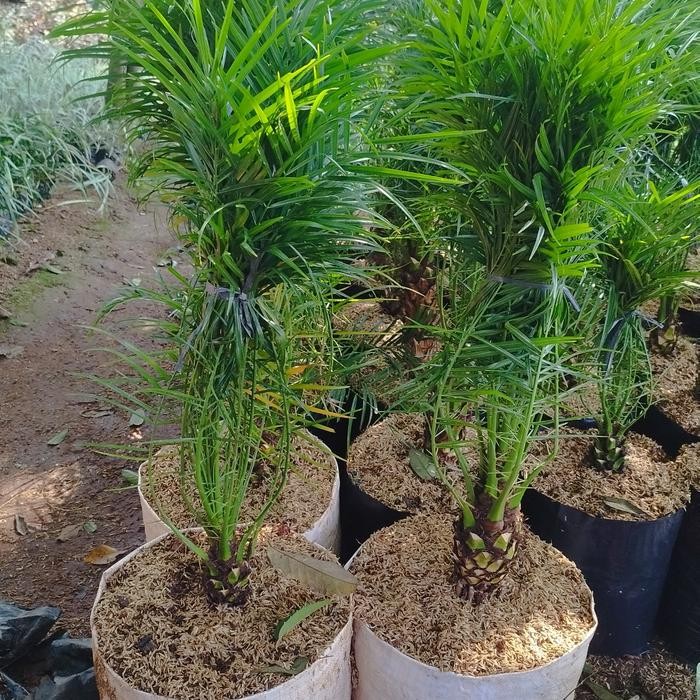 Evergreeeen Bibit Tanaman Palem Phoenix Pohon Palem Phoenix
