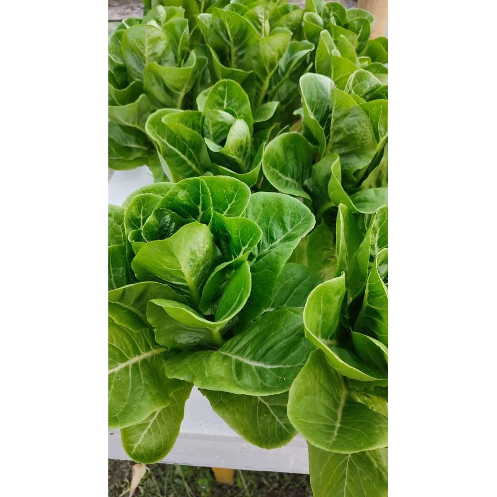 Evergreeeen Benih Tiberius Rz Green Cos Lettuce Romaine Hidroponik