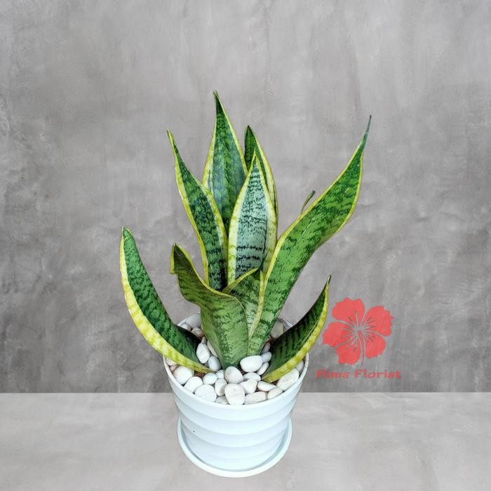 Evergreeeen Tanaman Sansivera Superba/Sansivera/Sensivera/Lidah Mertua Pendek