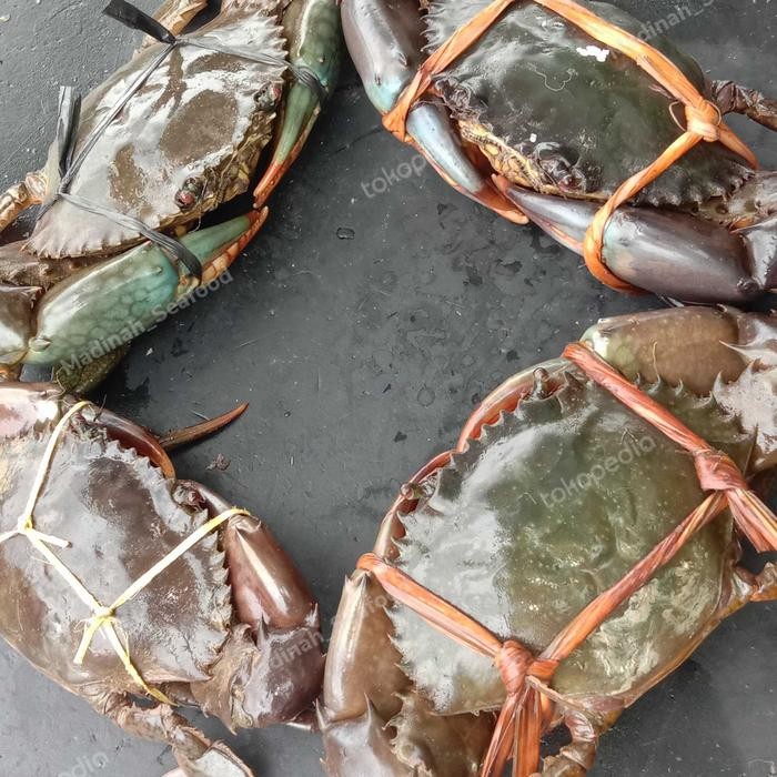 

BnyKBonusBelidiMari- Kepiting bakau Hidup