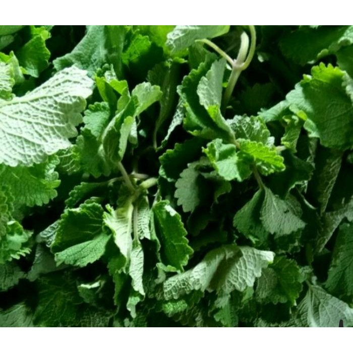 

BnyKBonusBelidiMari- Daun Bangun-Bangun Tanpa Batang Organik/Fresh/ 500gr