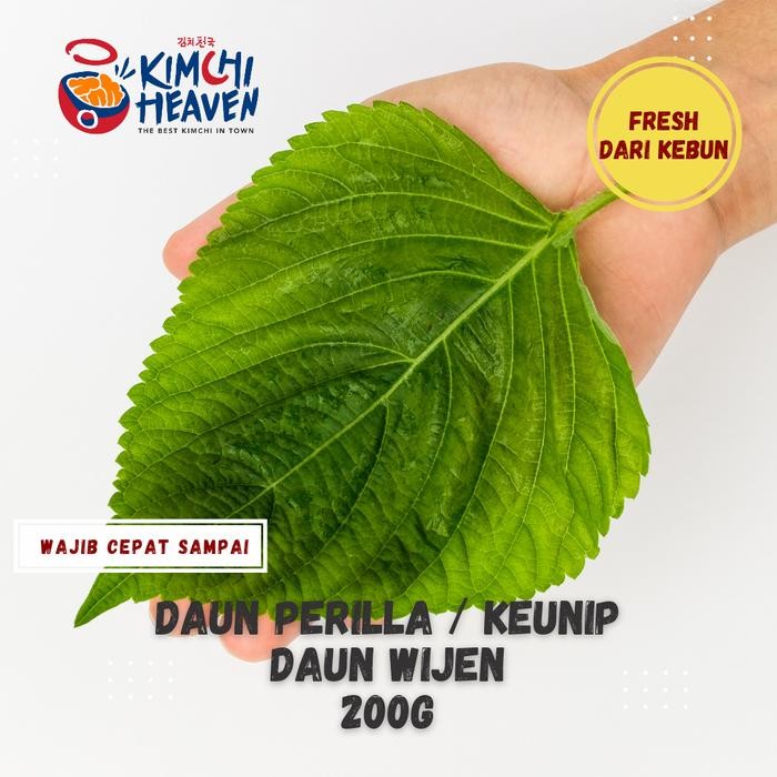 

BnyKBonusBelidiMari- Daun perilla /knip / sisho/ daun wijen segar 200g
