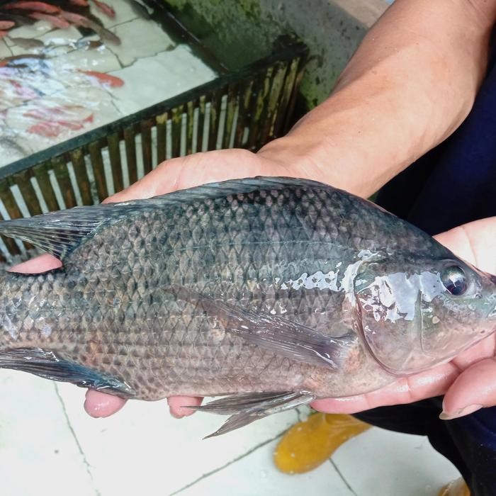 

PastiFreShNya- IKAN MUJAIR SEGAR (Bukan Frozen) 500gr/1kg FREE DIBERSIHKAN